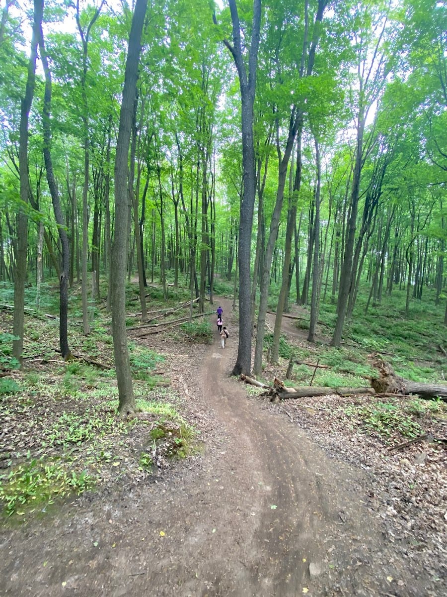 Jefferson Forest