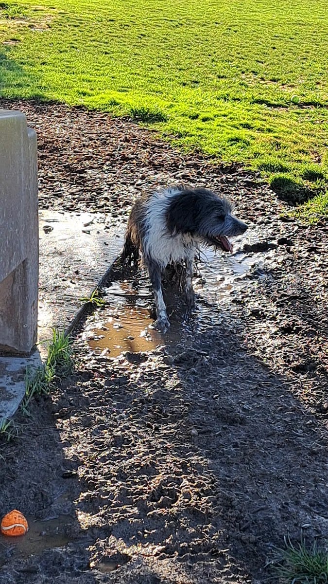 Kellogg Zaher Dog Park