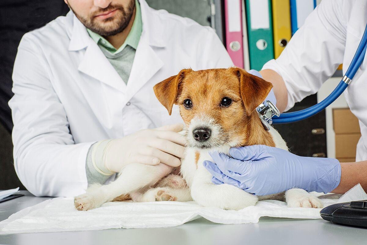Veterinary Emergency Clinic, photo 2