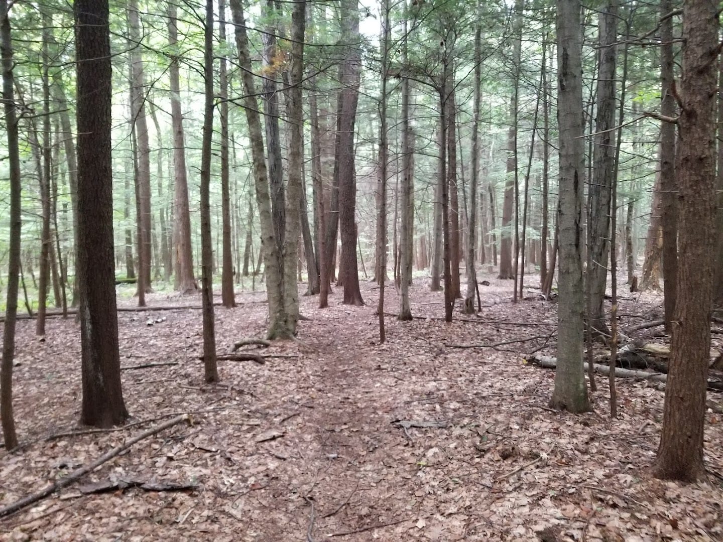 Hemlock Trail