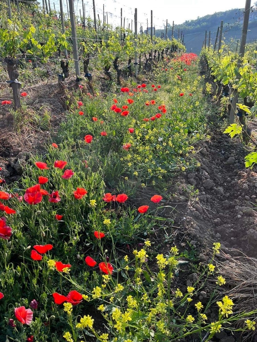 Atlas Wines