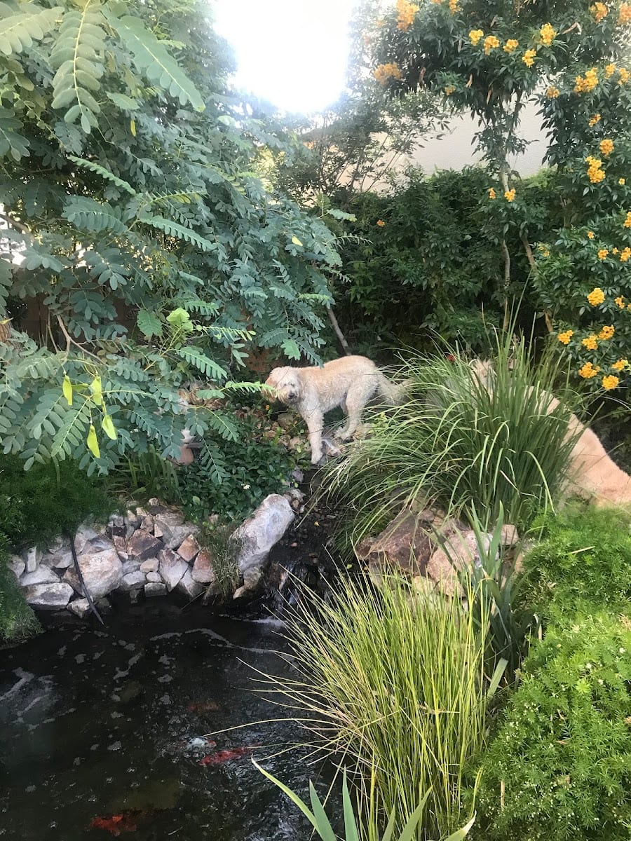 KOI & WATER GARDENS, photo 2