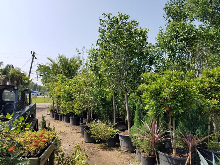 Green Thumb Nursery & Landscaping, photo 3