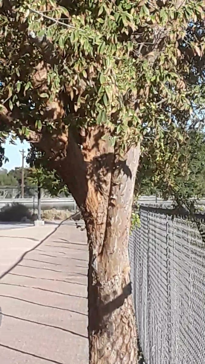 Ed Fountain Park, photo 2