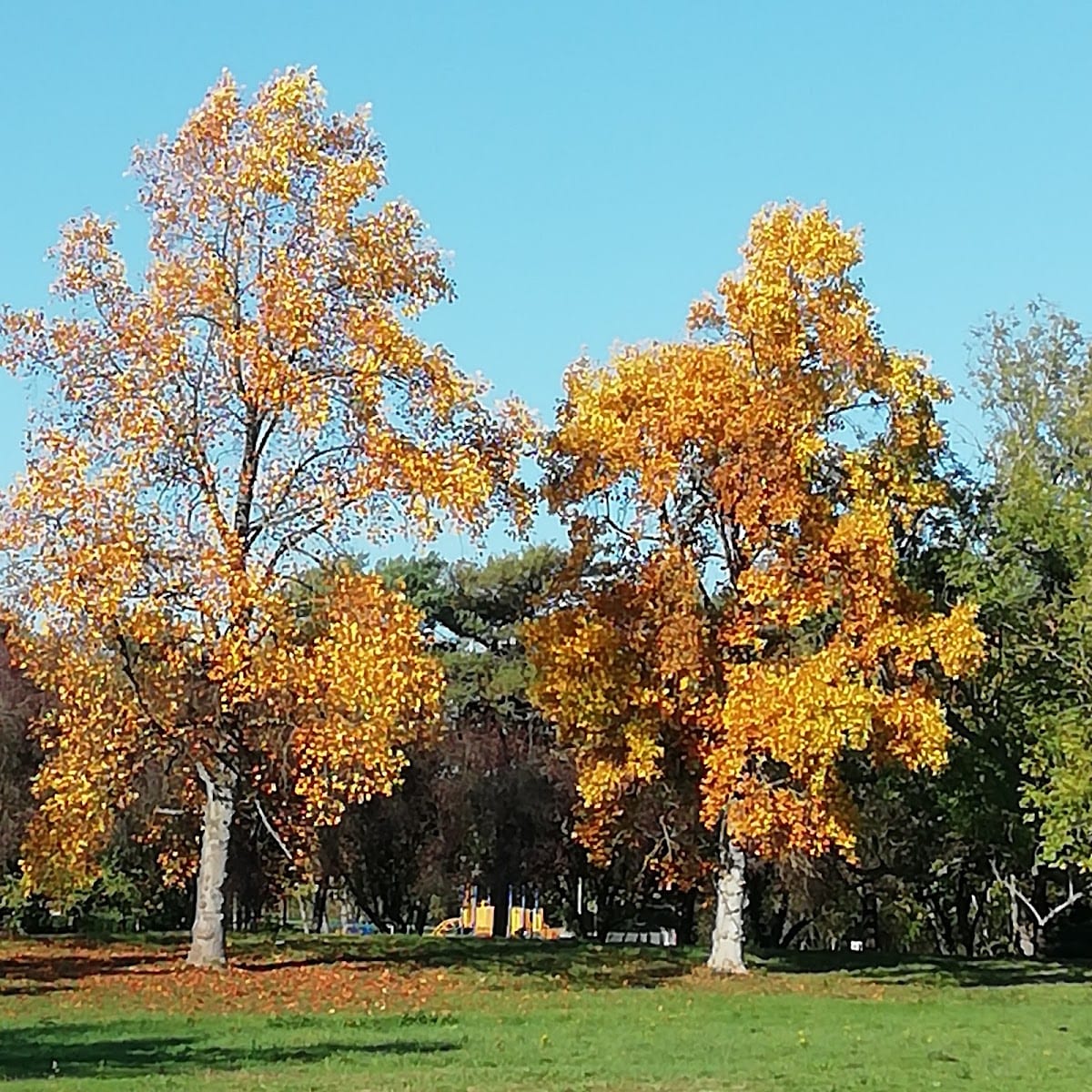 Napsbury Park (Residential Park & Gardens), photo 3