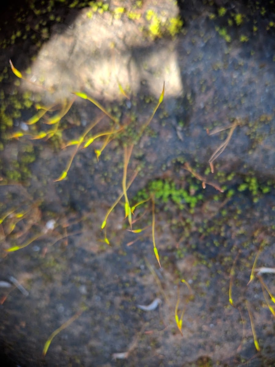 Quail Ridge Natural Reserve, photo 3