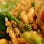 Jade Garden | Chinese Cuisine