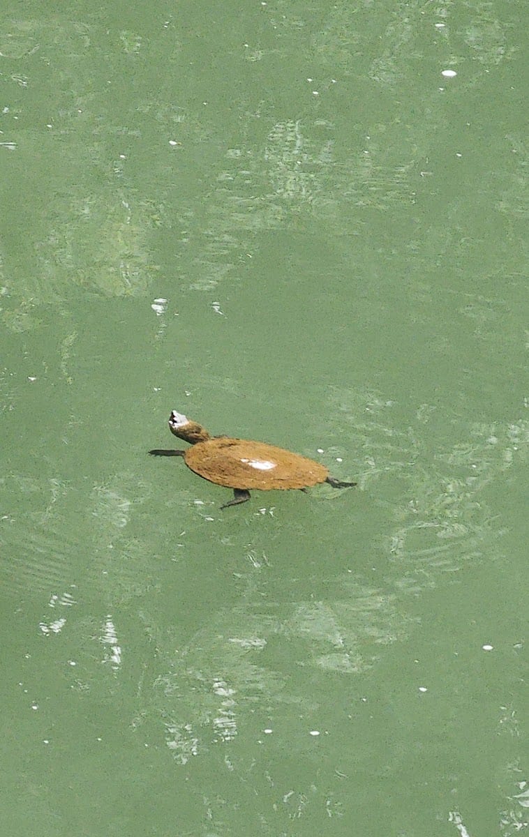Platypus Lake Trail