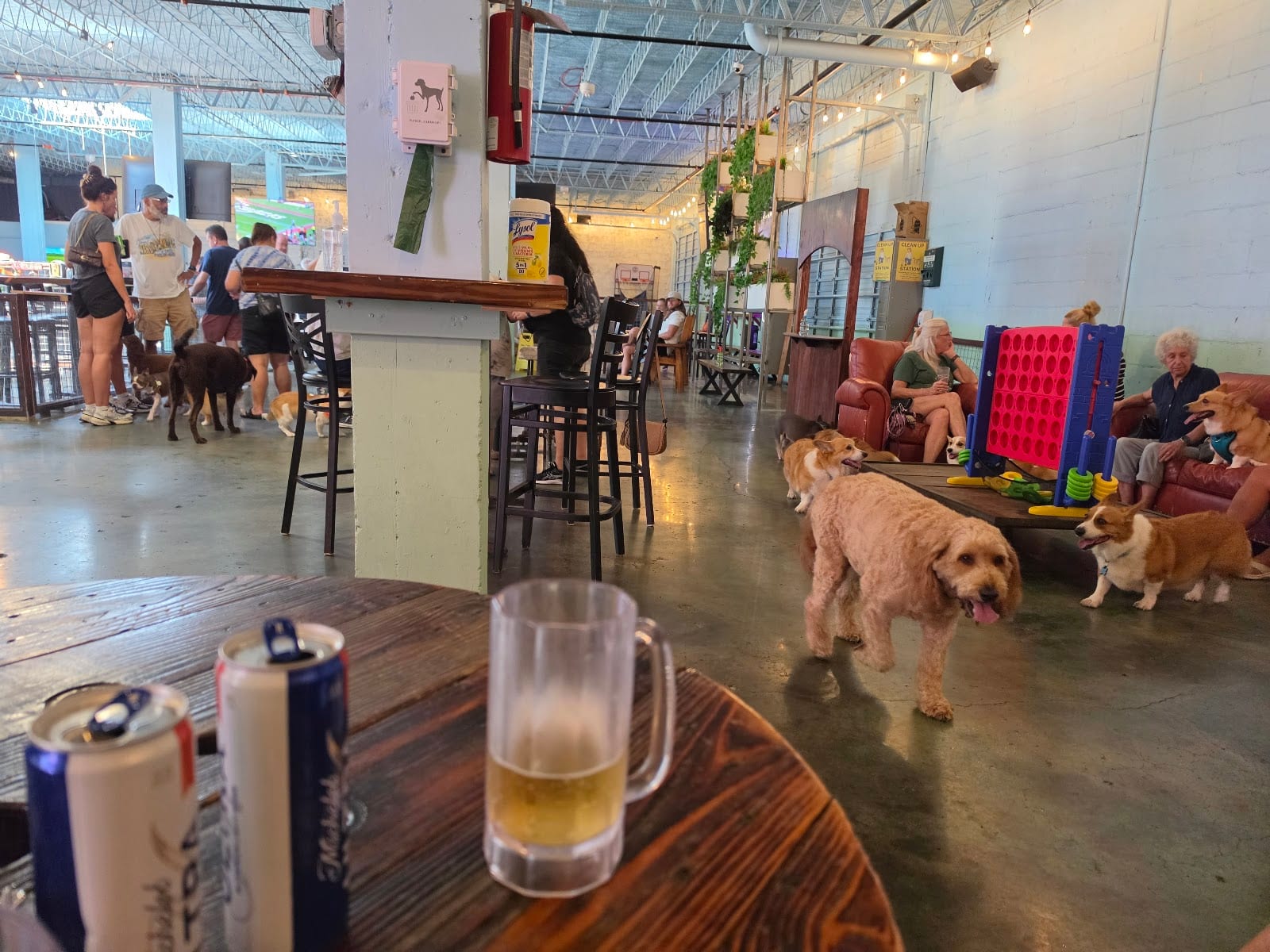 Dog Bar Sarasota