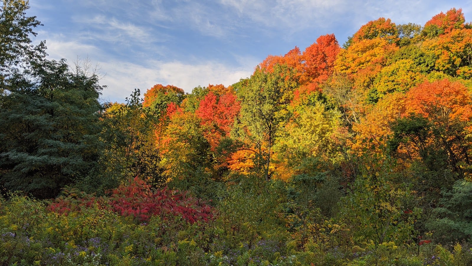Warden Woods Off-Leash Dog Park, photo 3