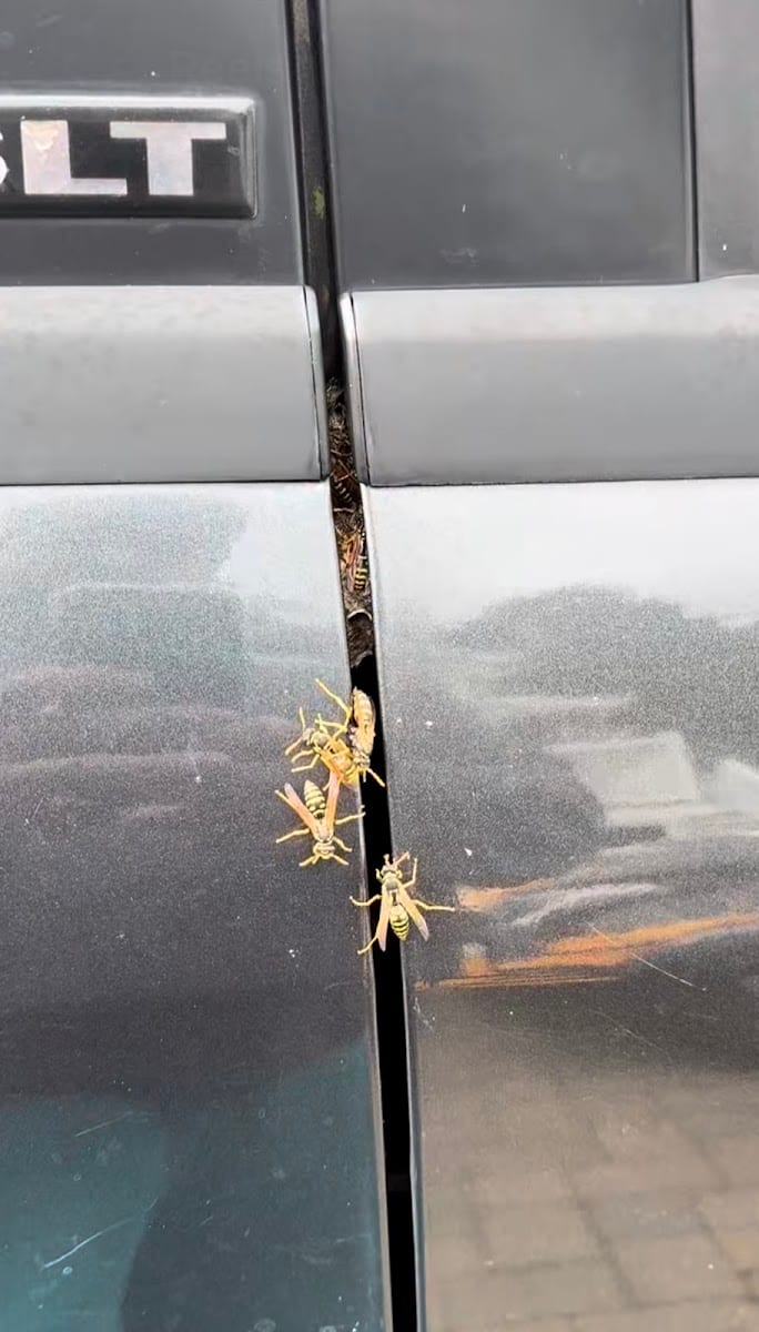 Swift Pest Control of Richmond Hill, photo 3