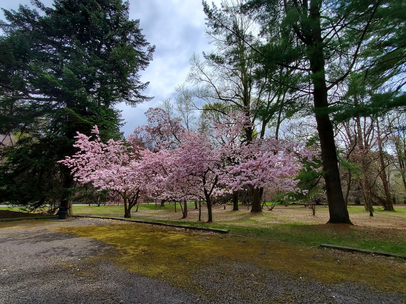 Durand Eastman Park Arboretum