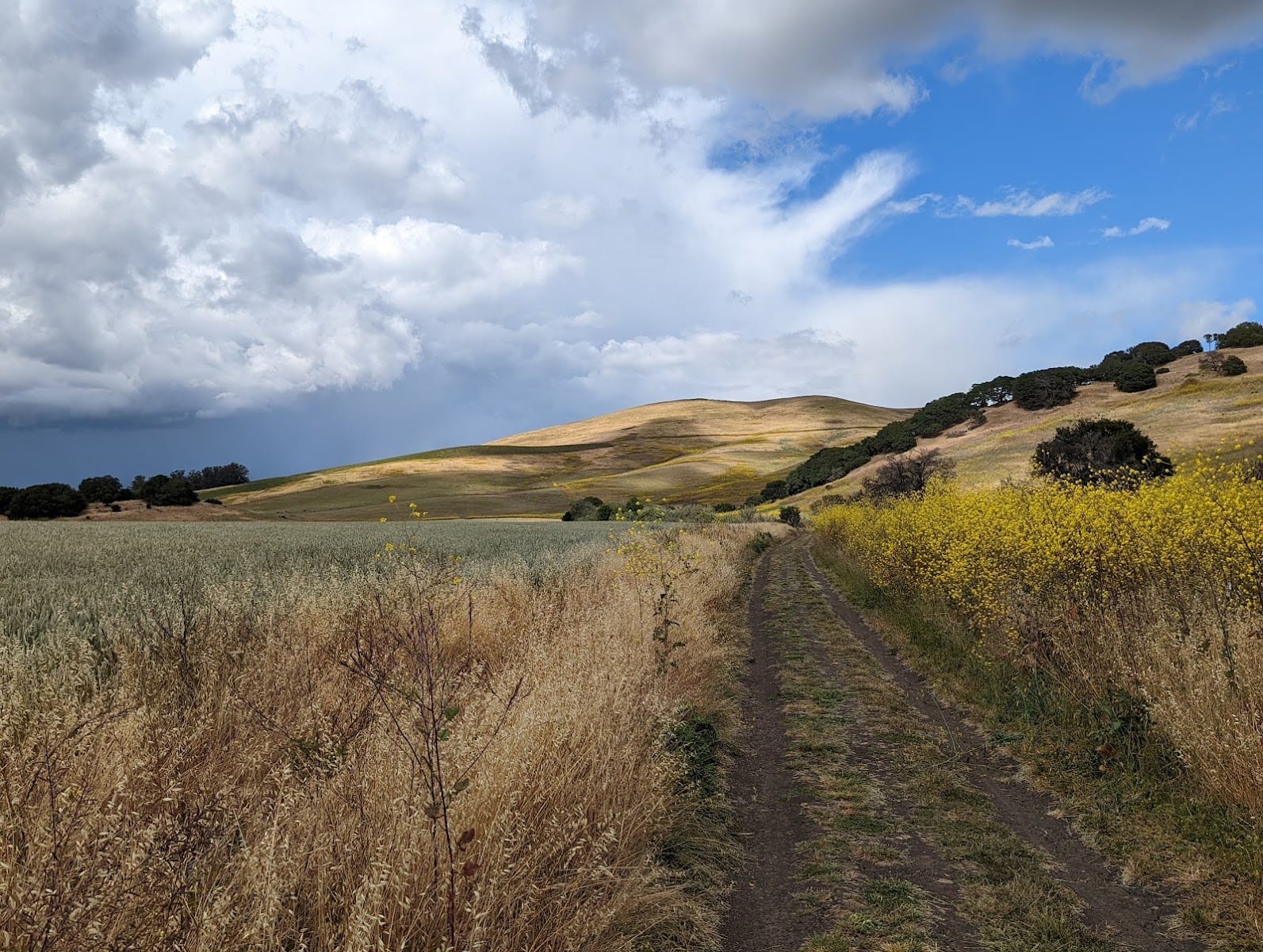 Newell Open Space