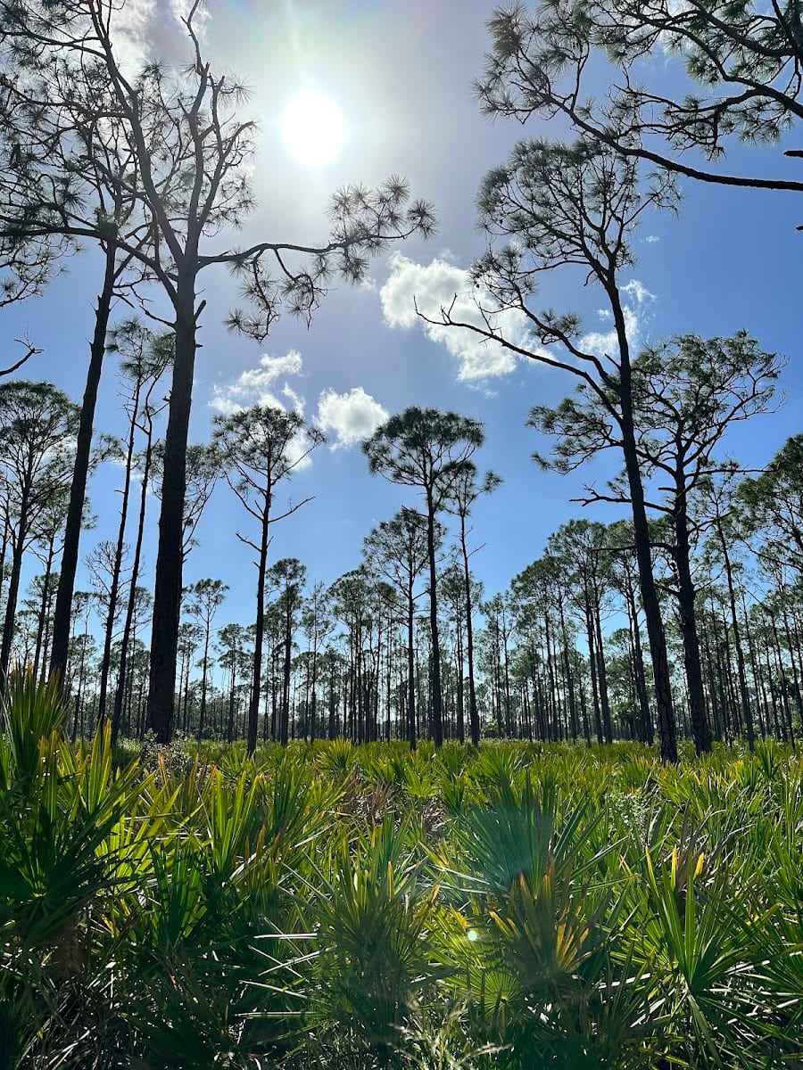 North Loop- Florida State Forest Trail