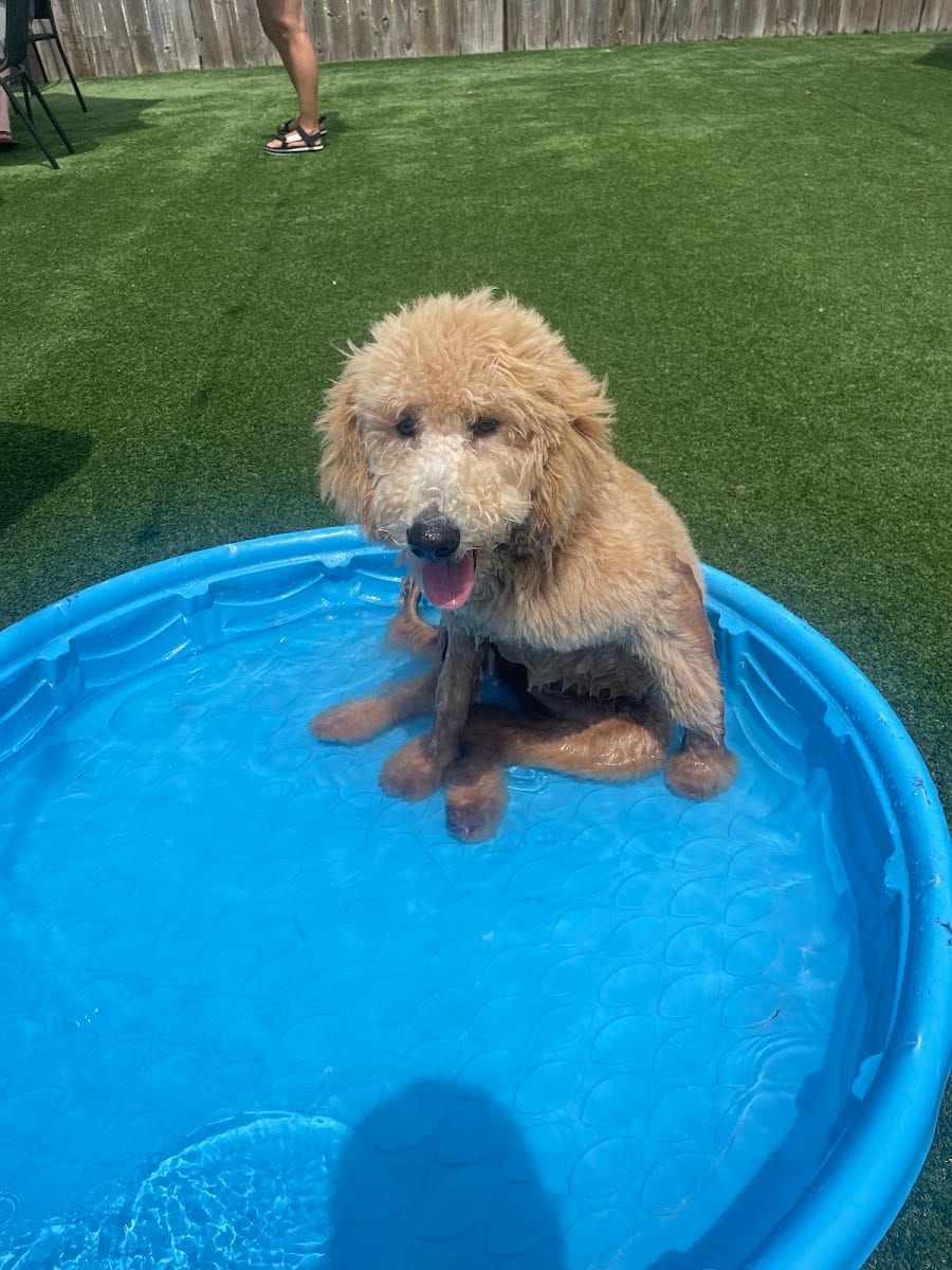 HopHounds Brew Pub & Dog Park, photo 4