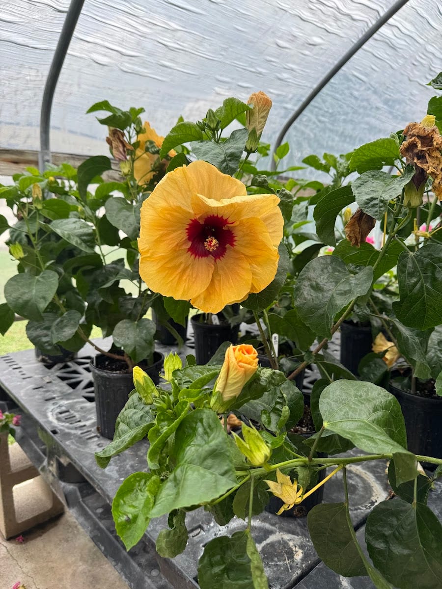 Snooper’s Nursery & Garden Center, photo 4