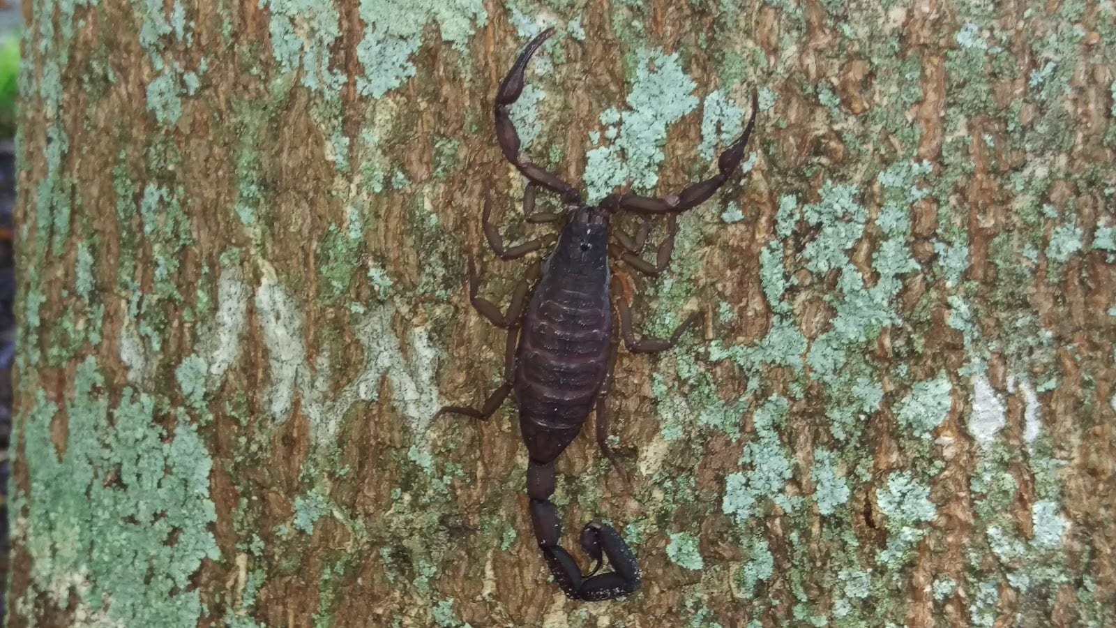 Pest Patrol, inc, photo 2
