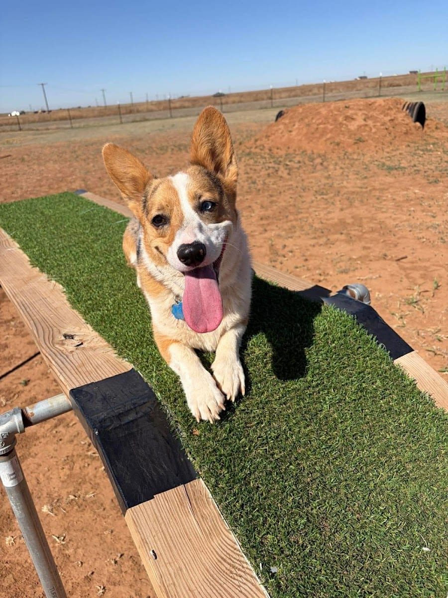 DJ2 Private Dog Park, photo 2