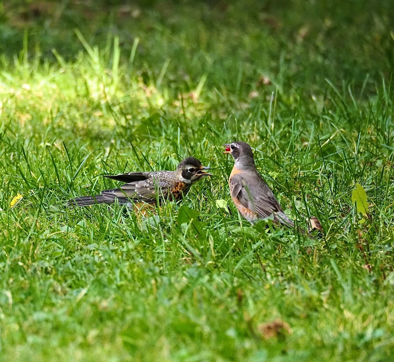 Harding Park, photo 3