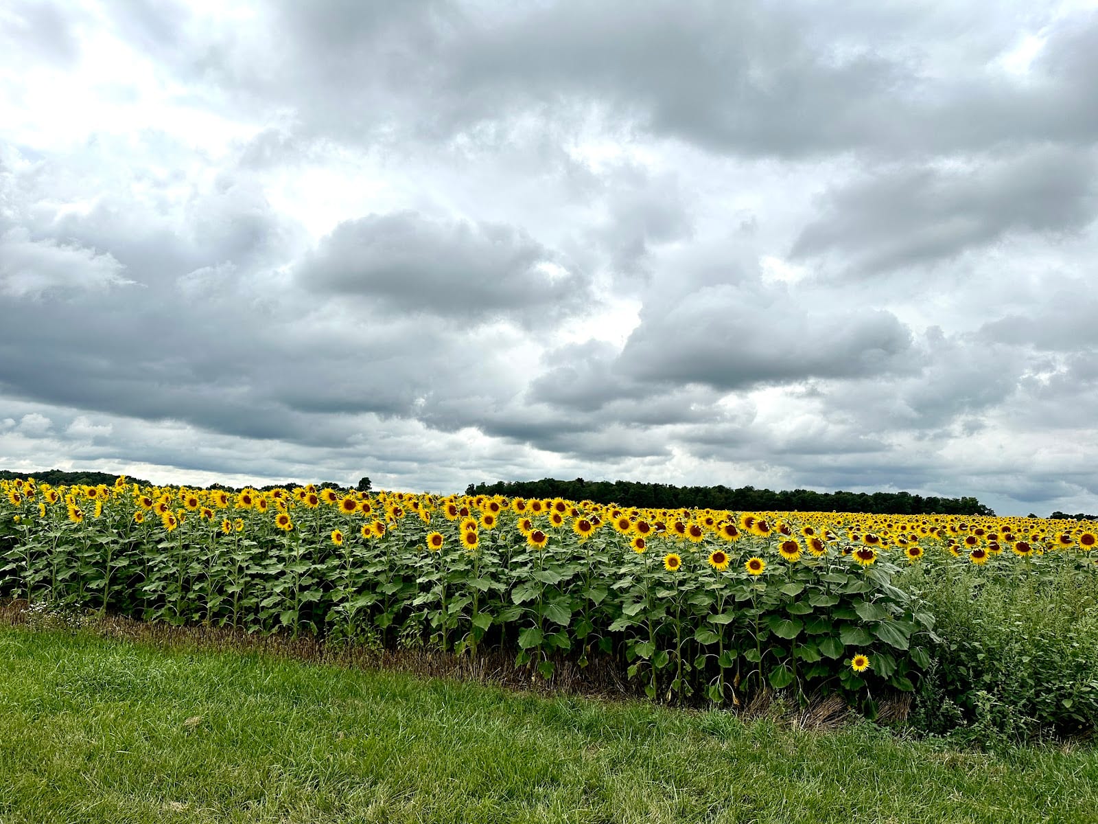 Fort Wayne Allergy and Asthma Consultants