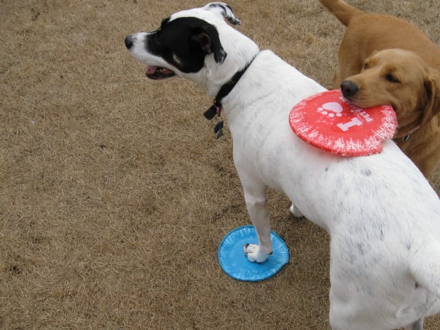 Pet Hospital of Madison