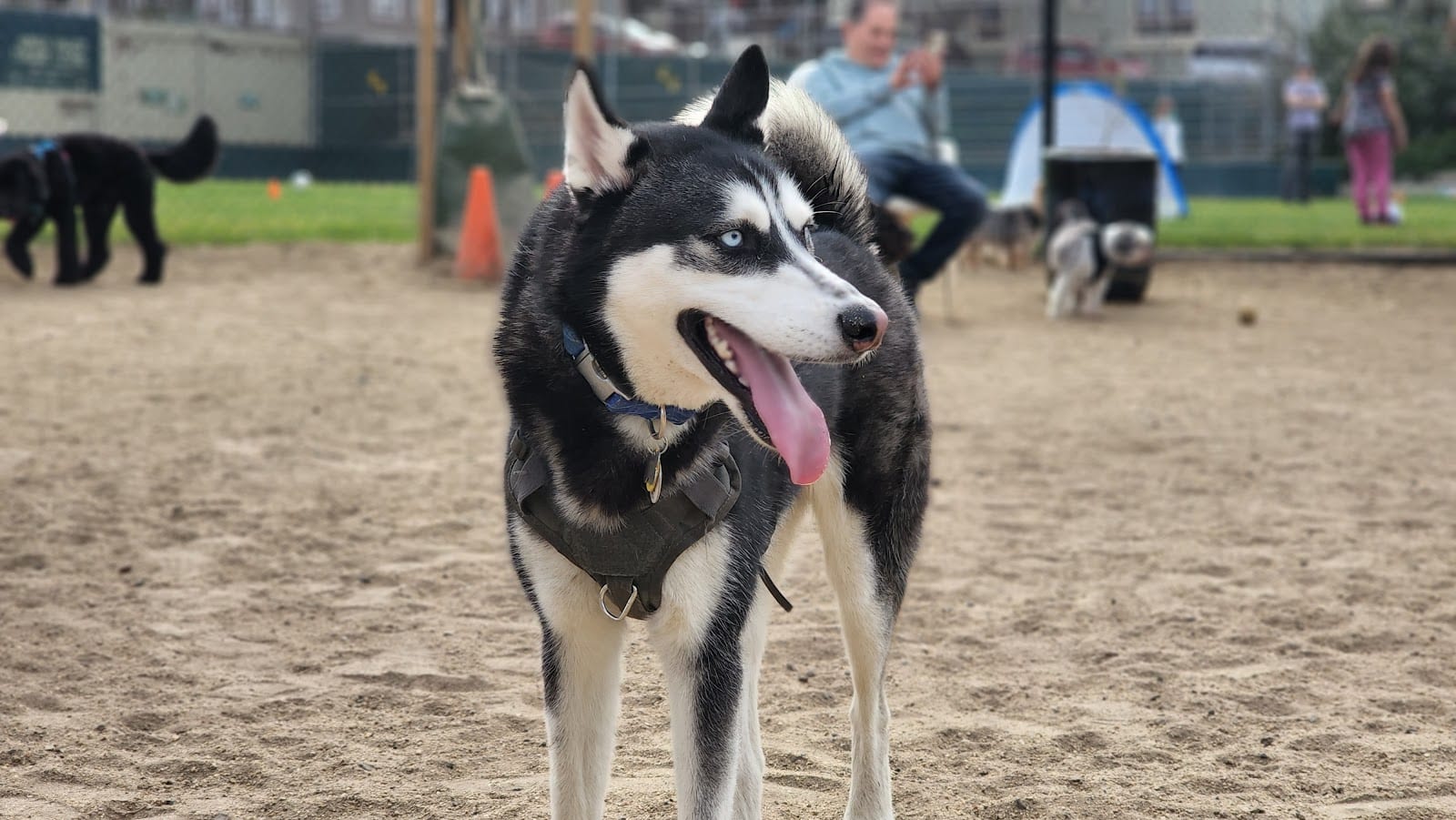 Eureka Valley Dog Play Area