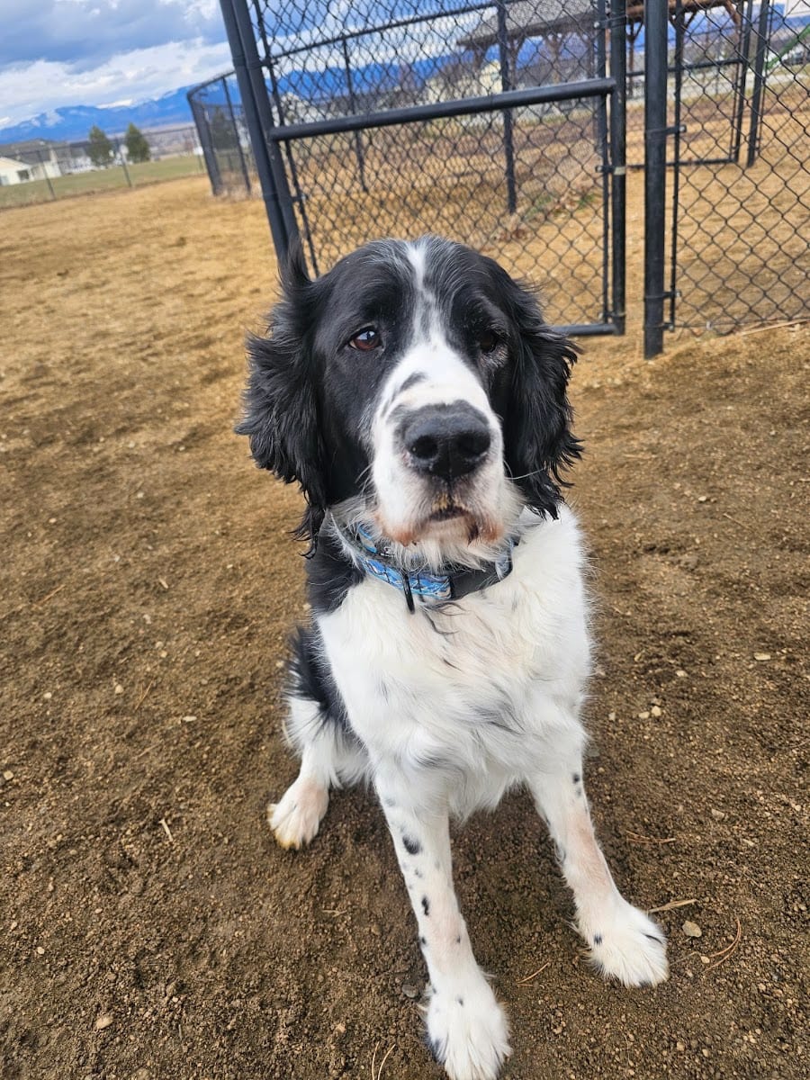 Dog park, photo 2