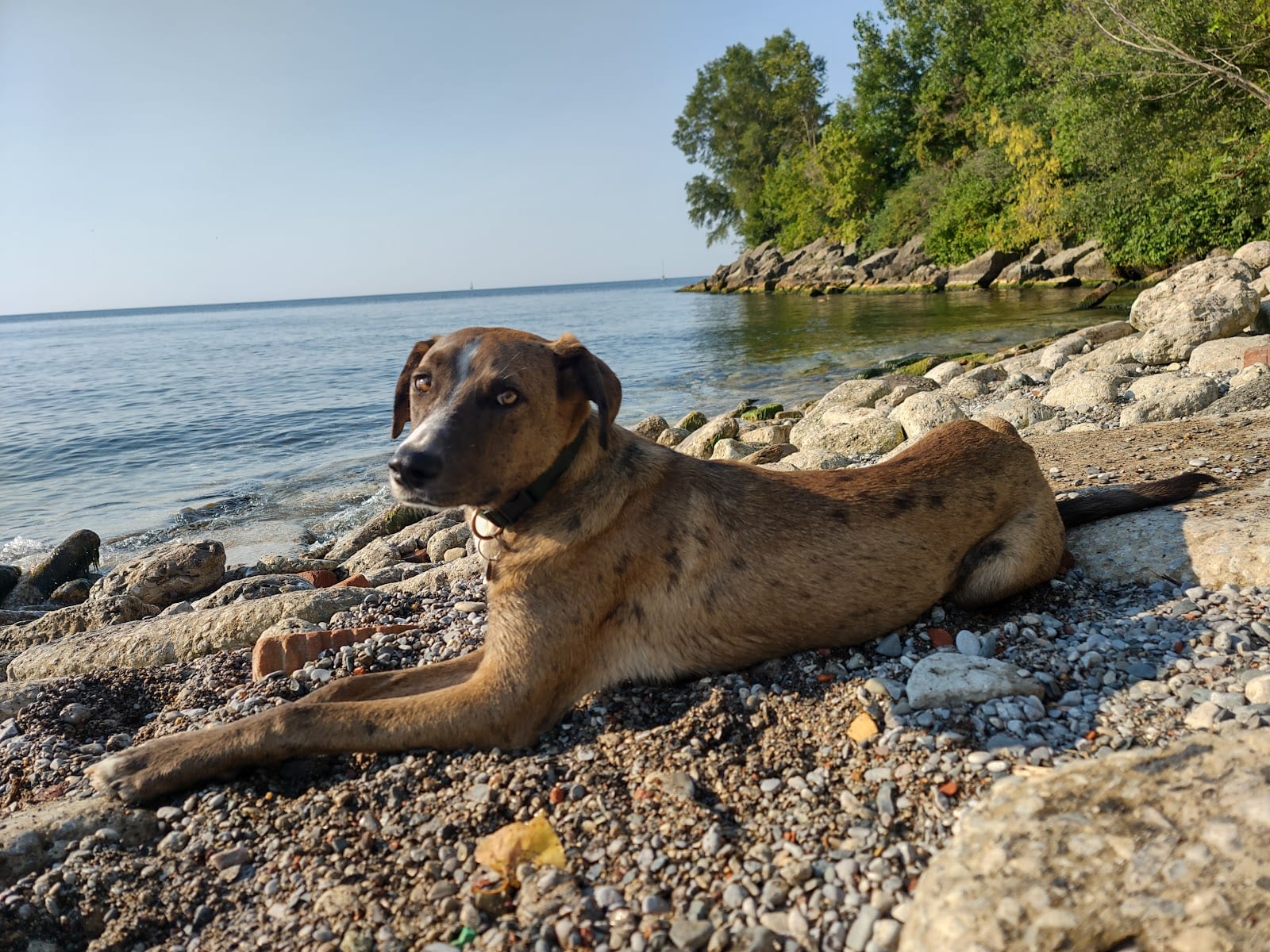 Humber Bay Park West Dog Park