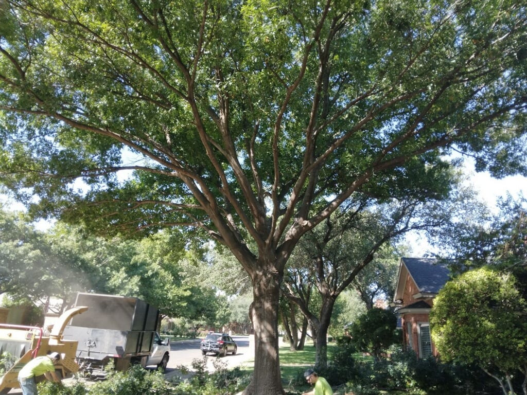 Tree Loving Care