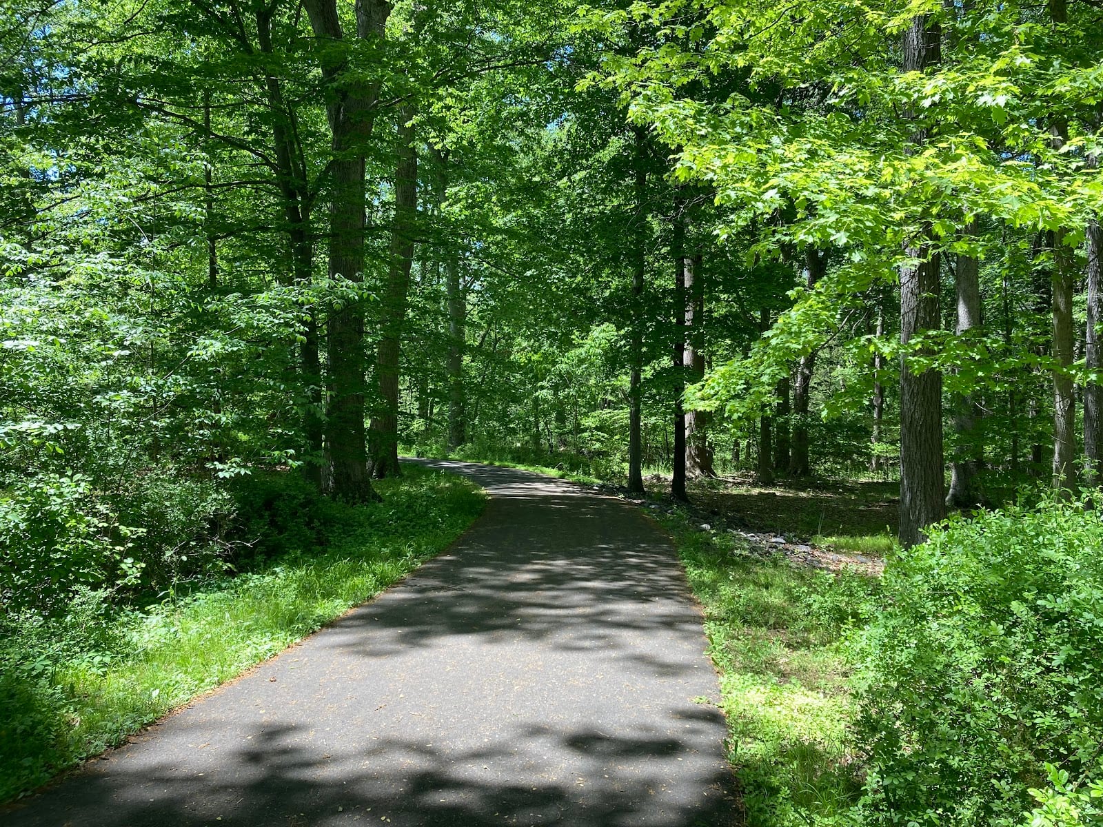 Pine Valley Park Running Trail