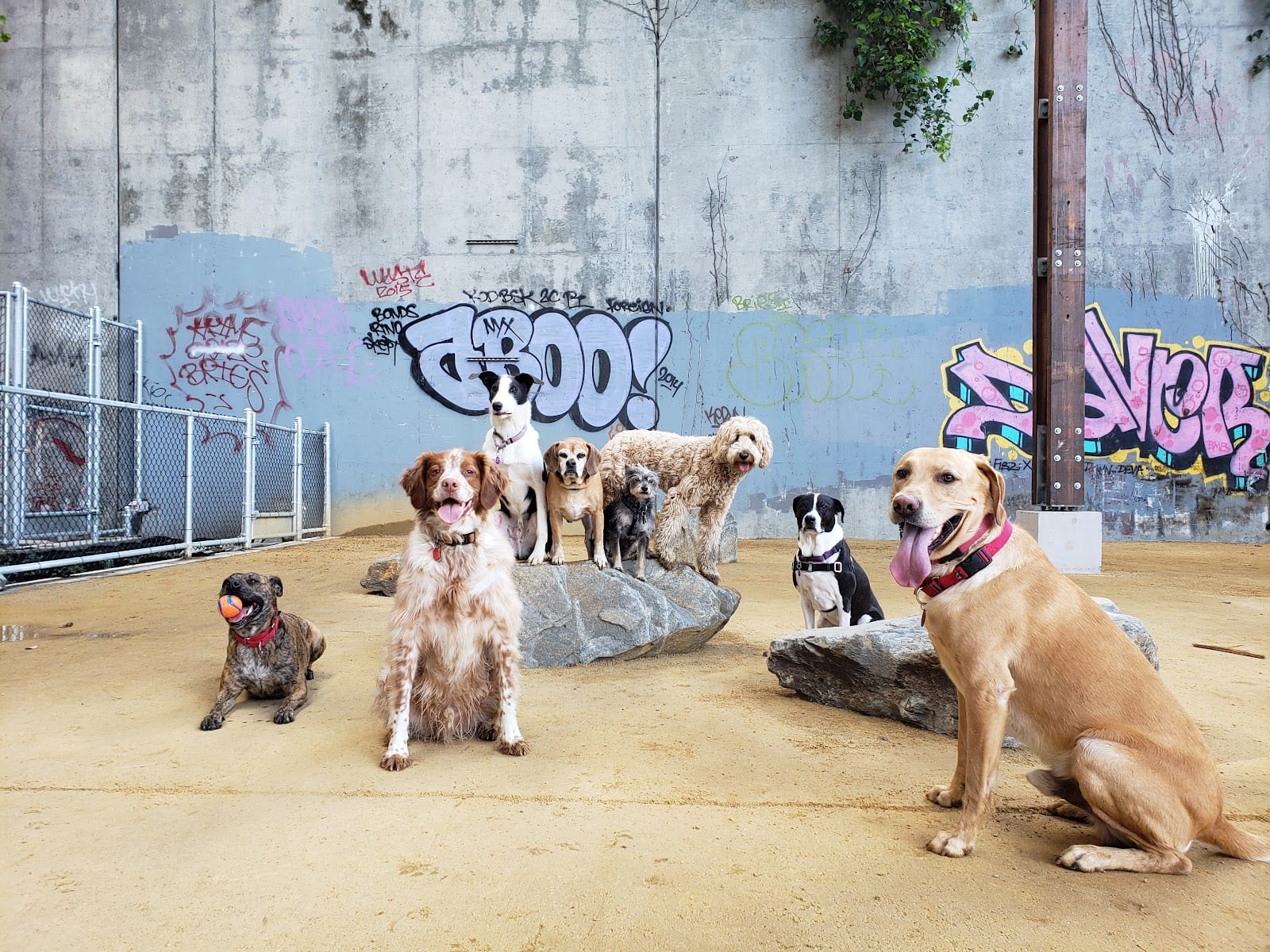 Avalon Dogpatch Dog Park