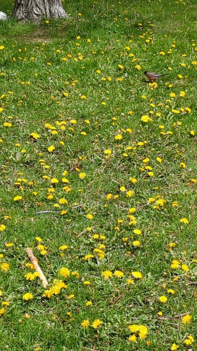 Lindylou Park, photo 2