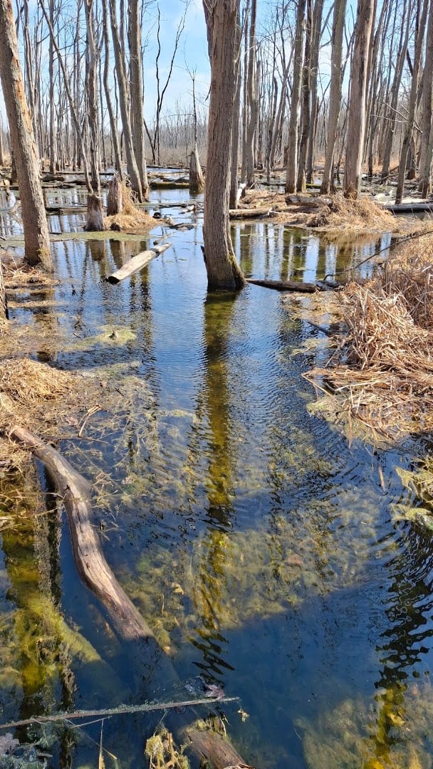 Woodland Park and Nature Preserve, photo 4