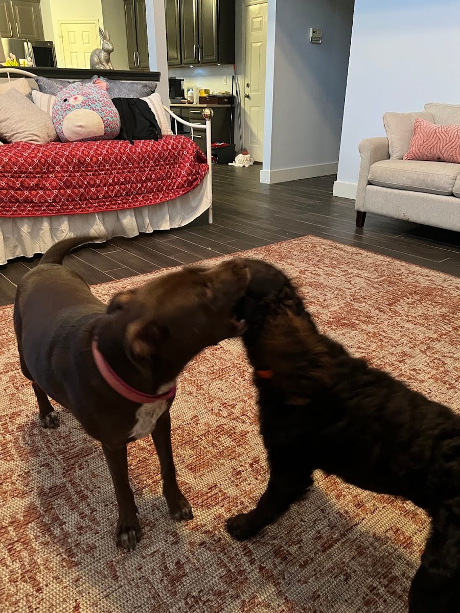 No Place Like Home Pet Care.llc, photo 2