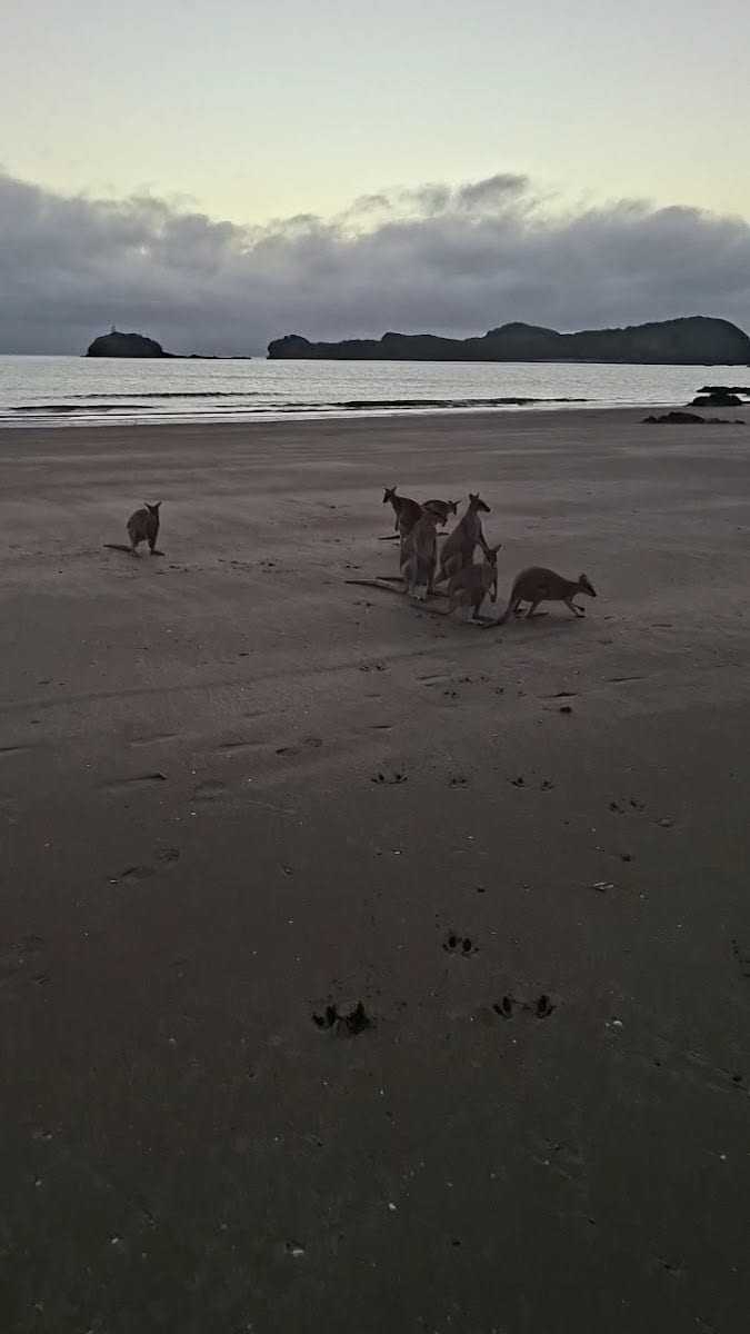 Cape Hillsborough Park, photo 2
