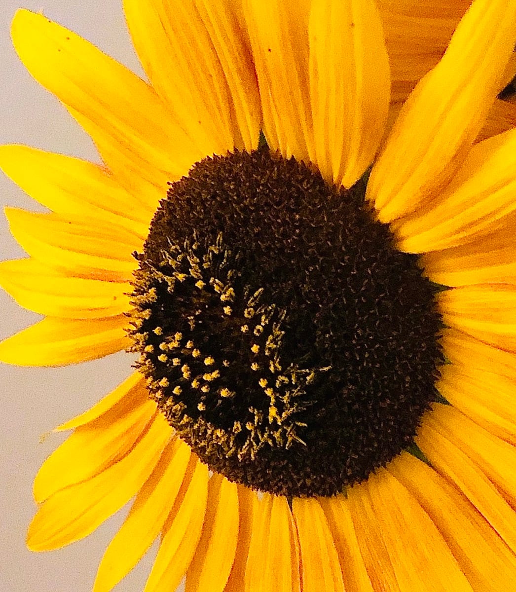 Wildflower Massage Therapy