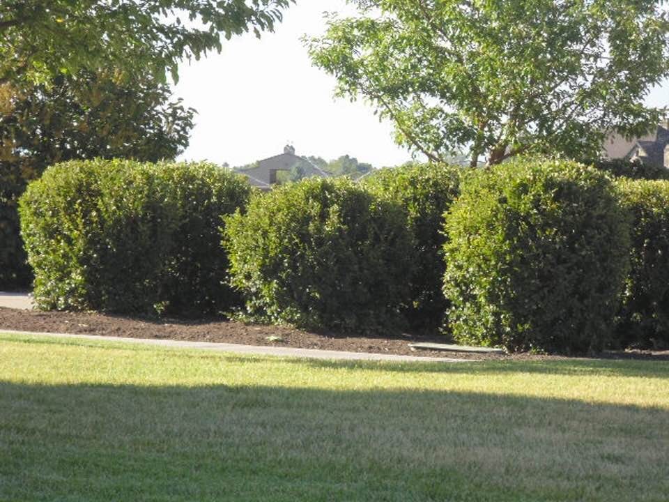 Webb All-Pro Lawn Care & Landscaping, photo 4