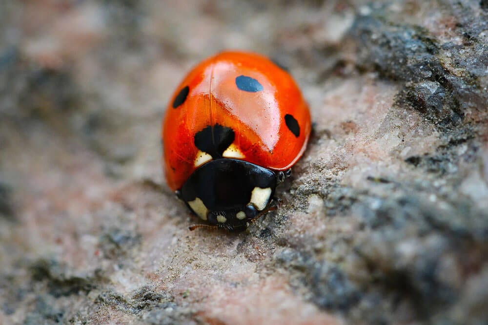 Bug Runner Exterminating Co, photo 2