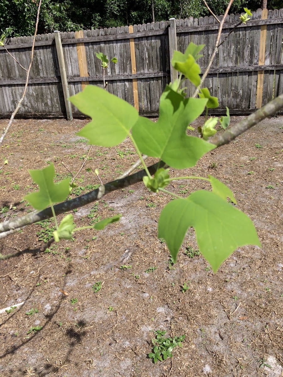 Cooks Landscaping LLC
