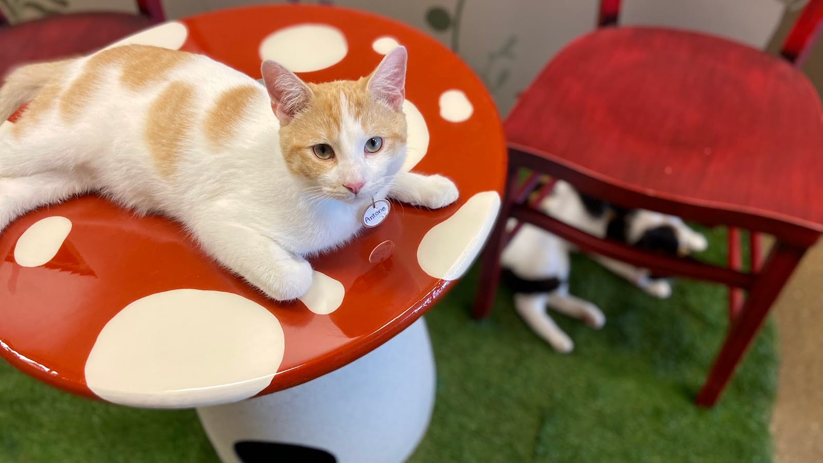 Black Forest Cat Café, photo 4