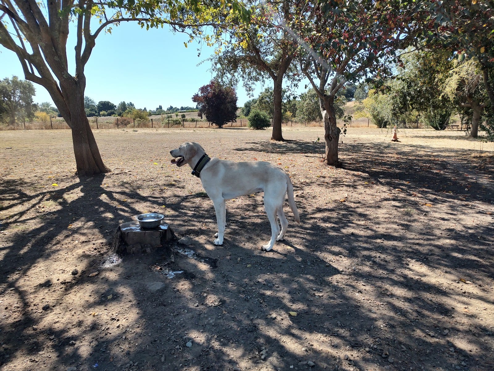 Canine Commons, photo 3