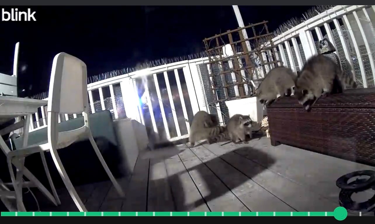 Golden Gate Rat N Rodent, photo 3