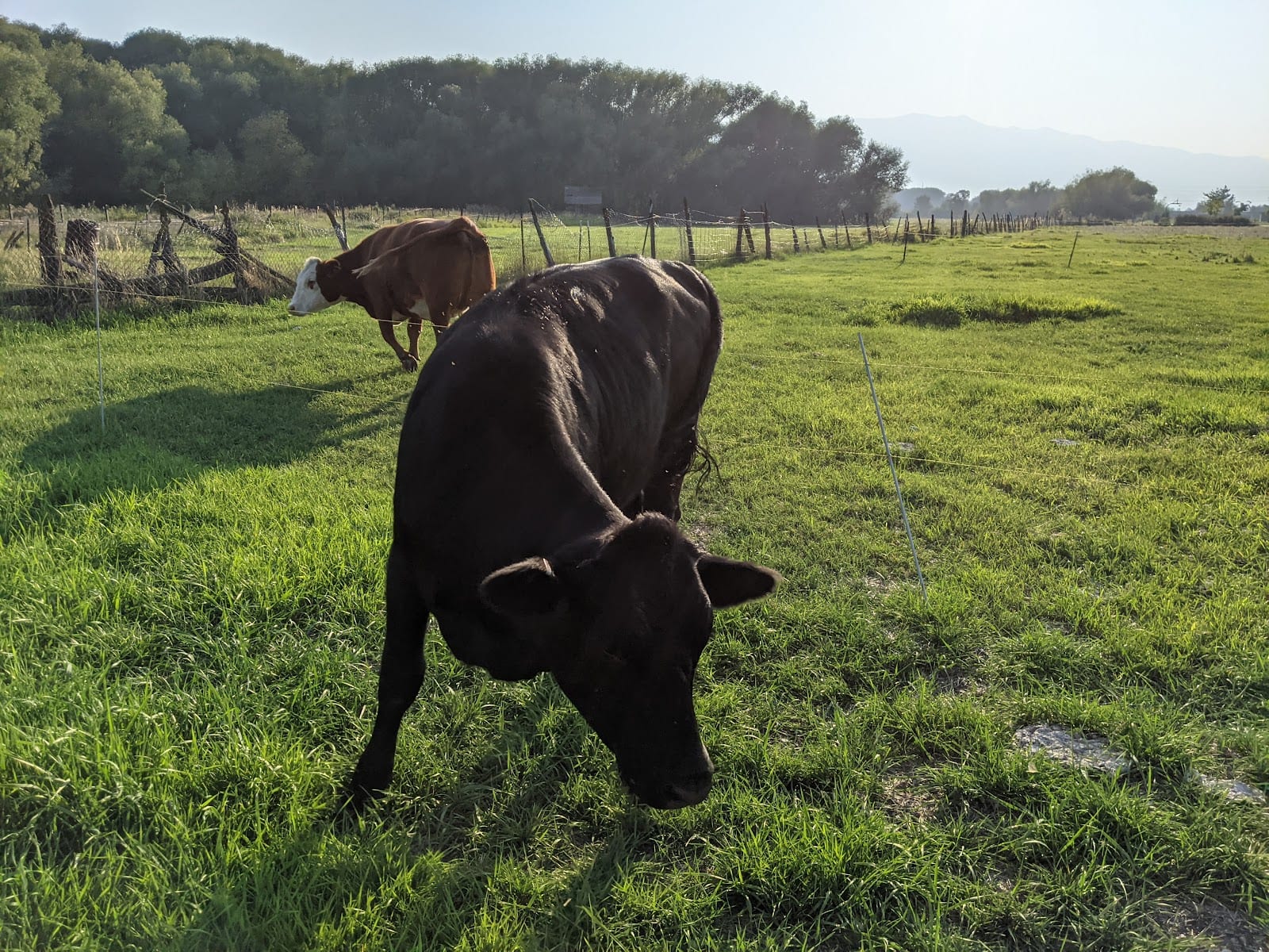 The Grass is Greener LLC, photo 4