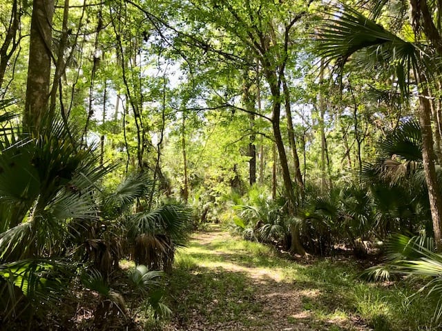 Cypress Creek Nature Preserve (Tampa), photo 3