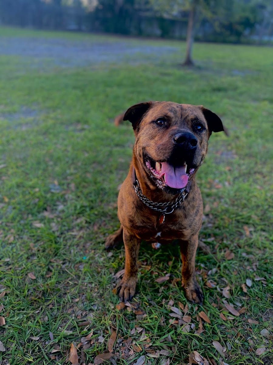 Angus Goss Dog Park, photo 3