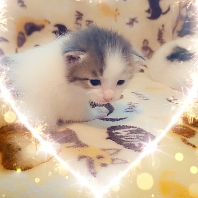 Companion Cats Inc, photo 4
