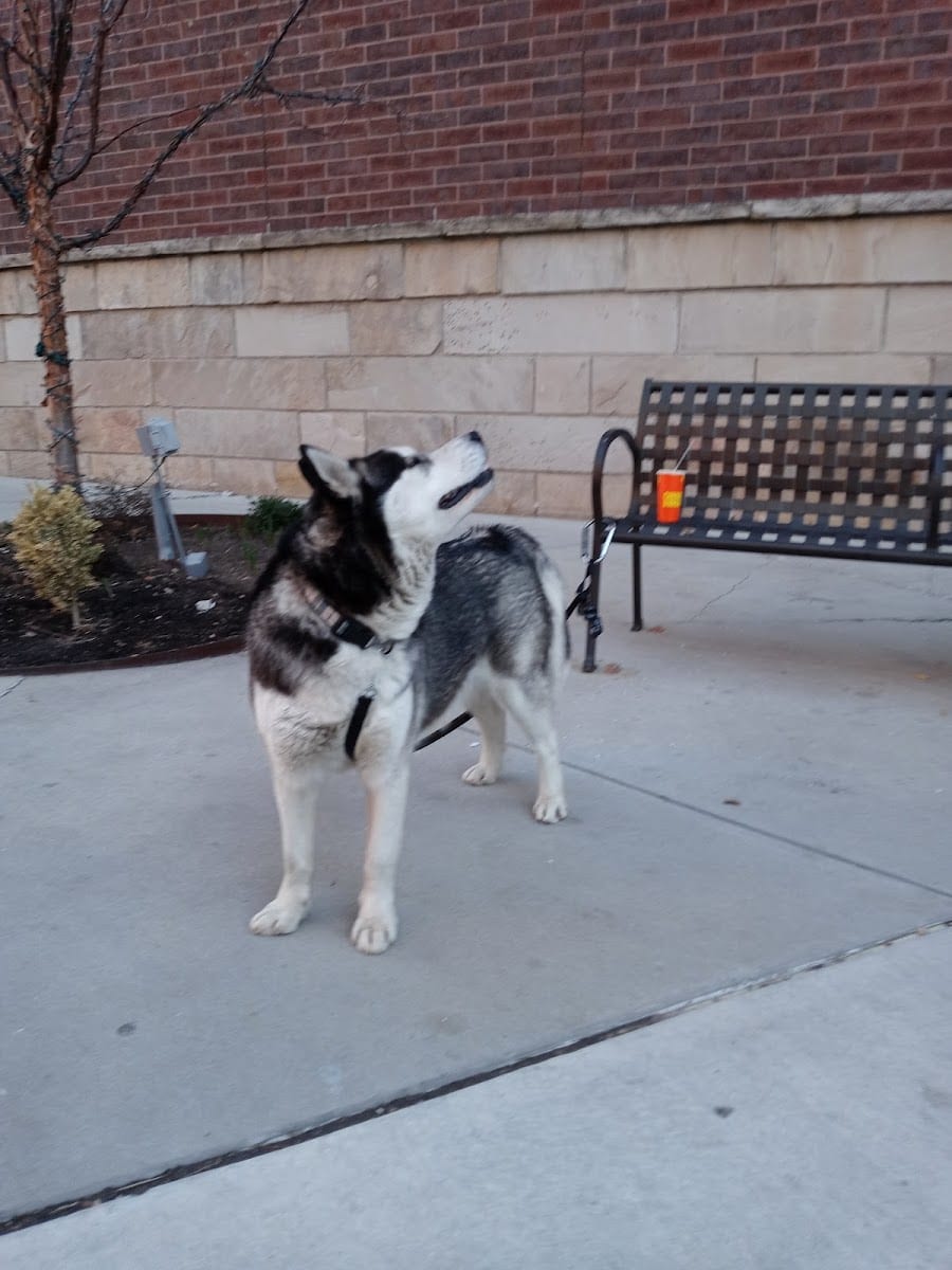 Pioneer Dog Park, photo 4