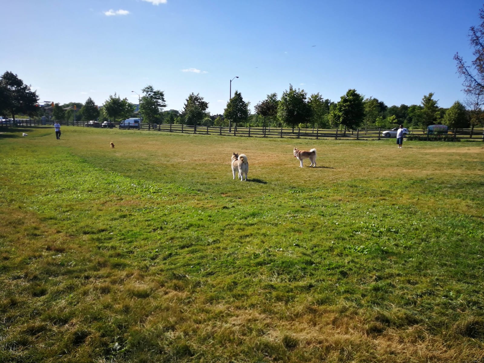 L’Amoreaux Off-Leash Dog Park