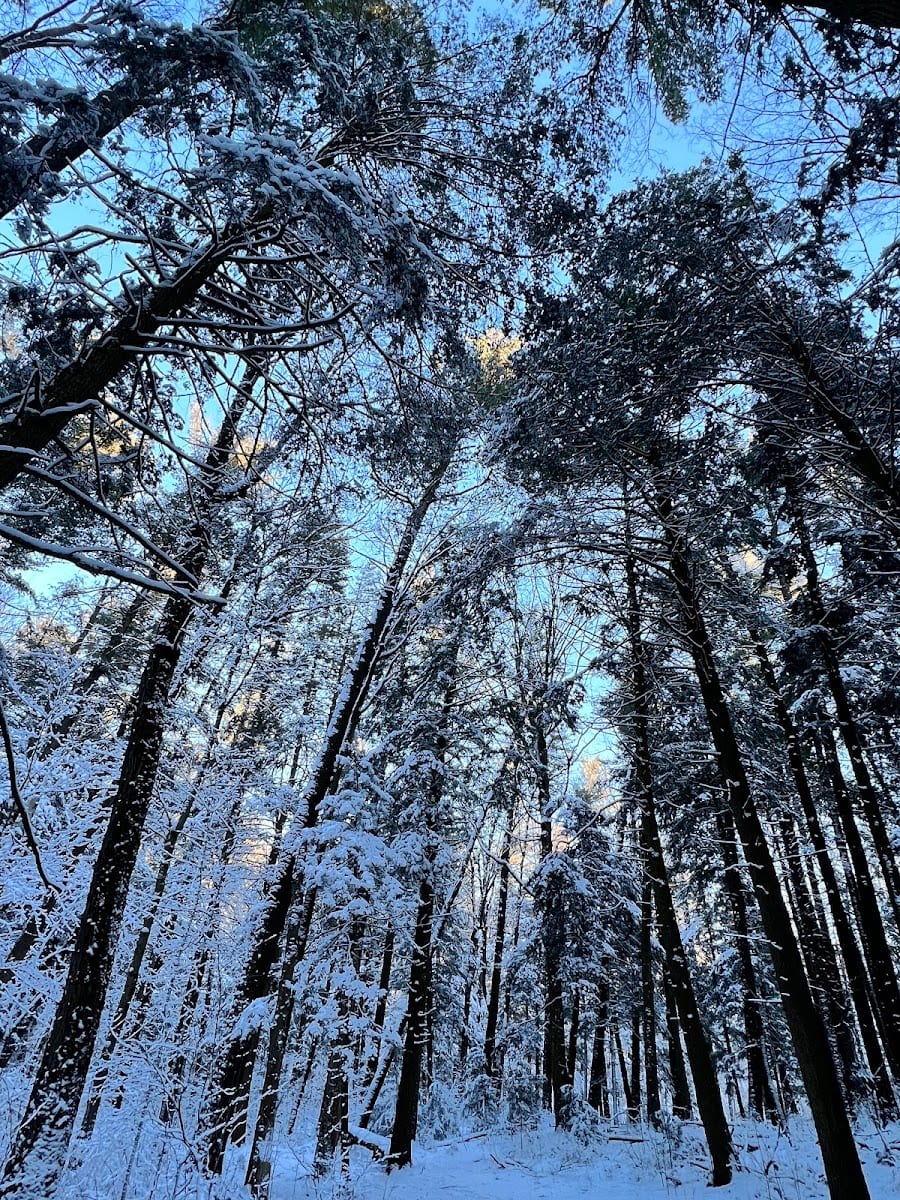 Jefferson Forest, photo 3