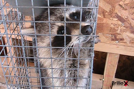 Brilliex Pest Control, photo 4